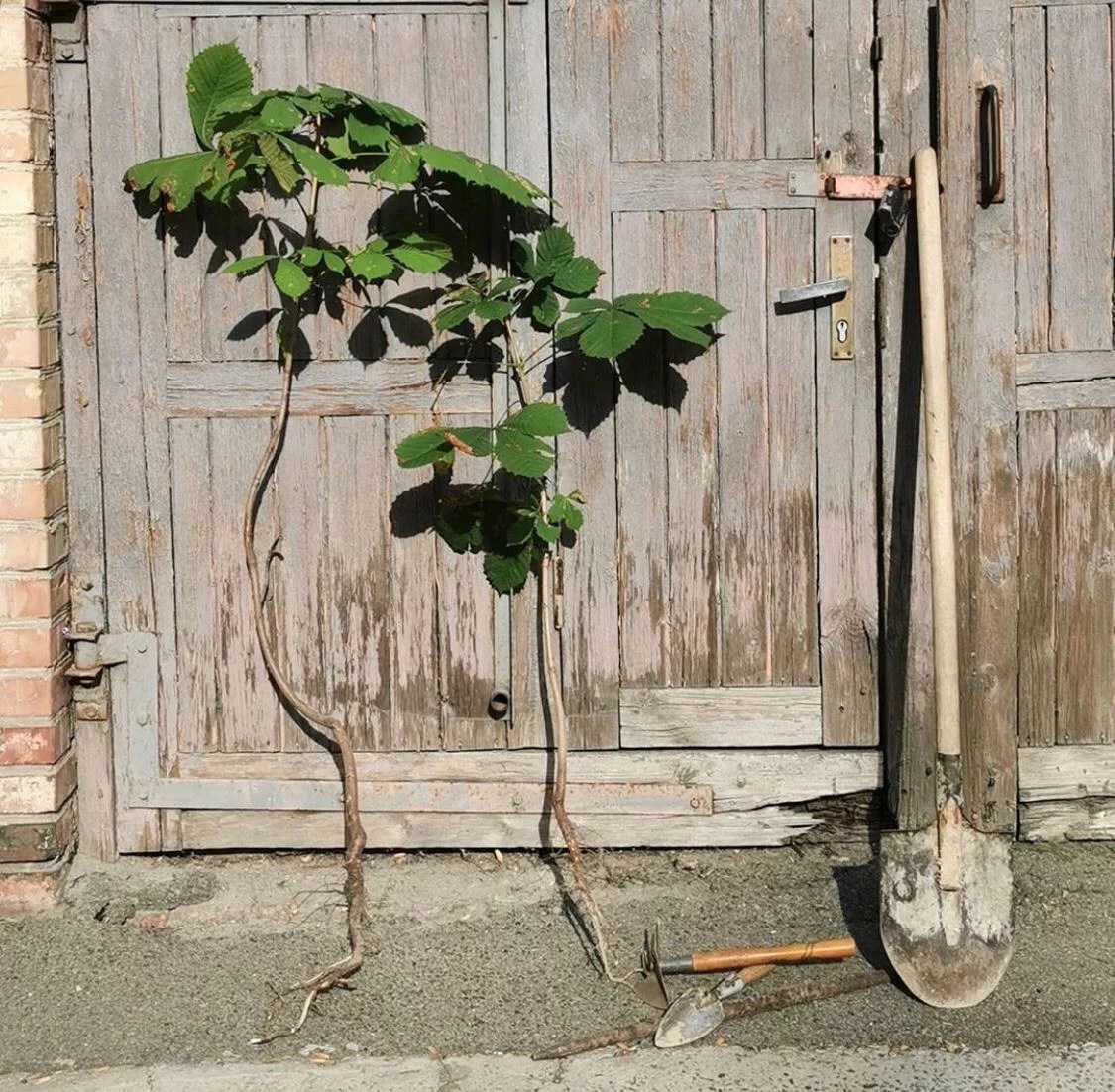 Anna Zvyagintseva — Transplant a Tree, detail of the action · Anna Zvyagintseva / The Village Ukraine